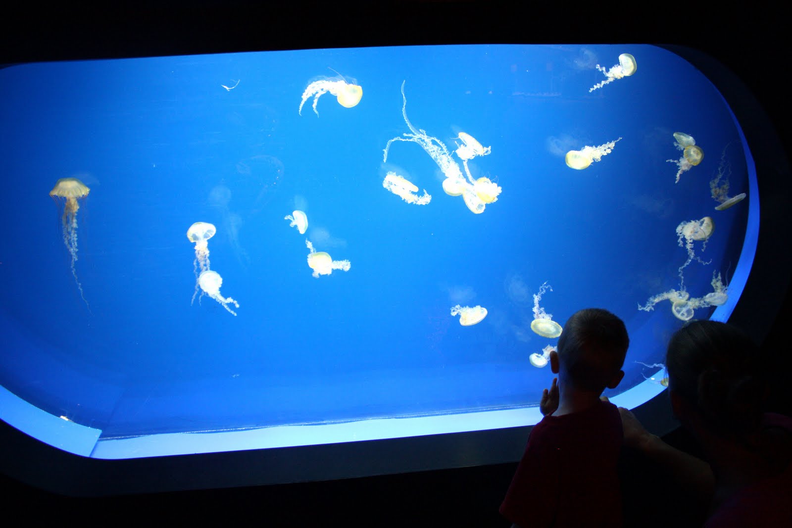 Reflections of the Rasmussens Underwater Adventures Aquarium in the