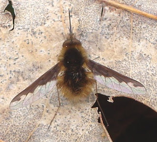 bee fly