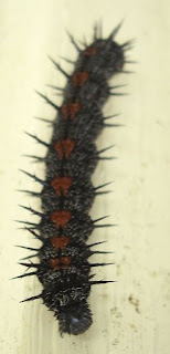 goth caterpillar