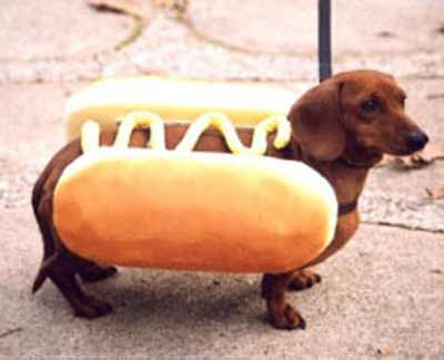 wiener-dog-hot-dog.jpg