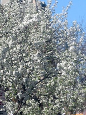 [spring+white.JPG]