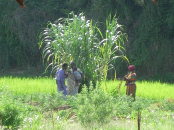 Sugar Cane