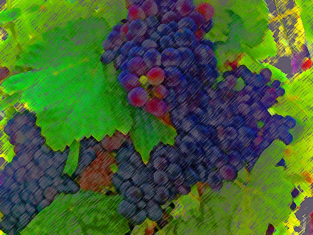 [Uvas-2.jpg]