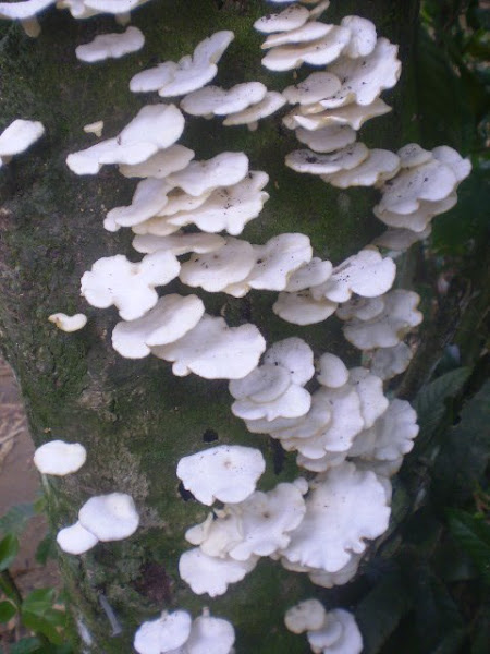 Cogumelos - Fungos!