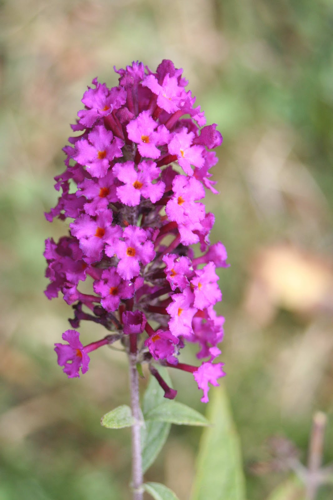  The Bunnies' Buffet Road Trip!Ramblings from Kentucky...