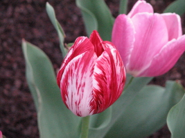 [IMG_2853_5_1.jpg]