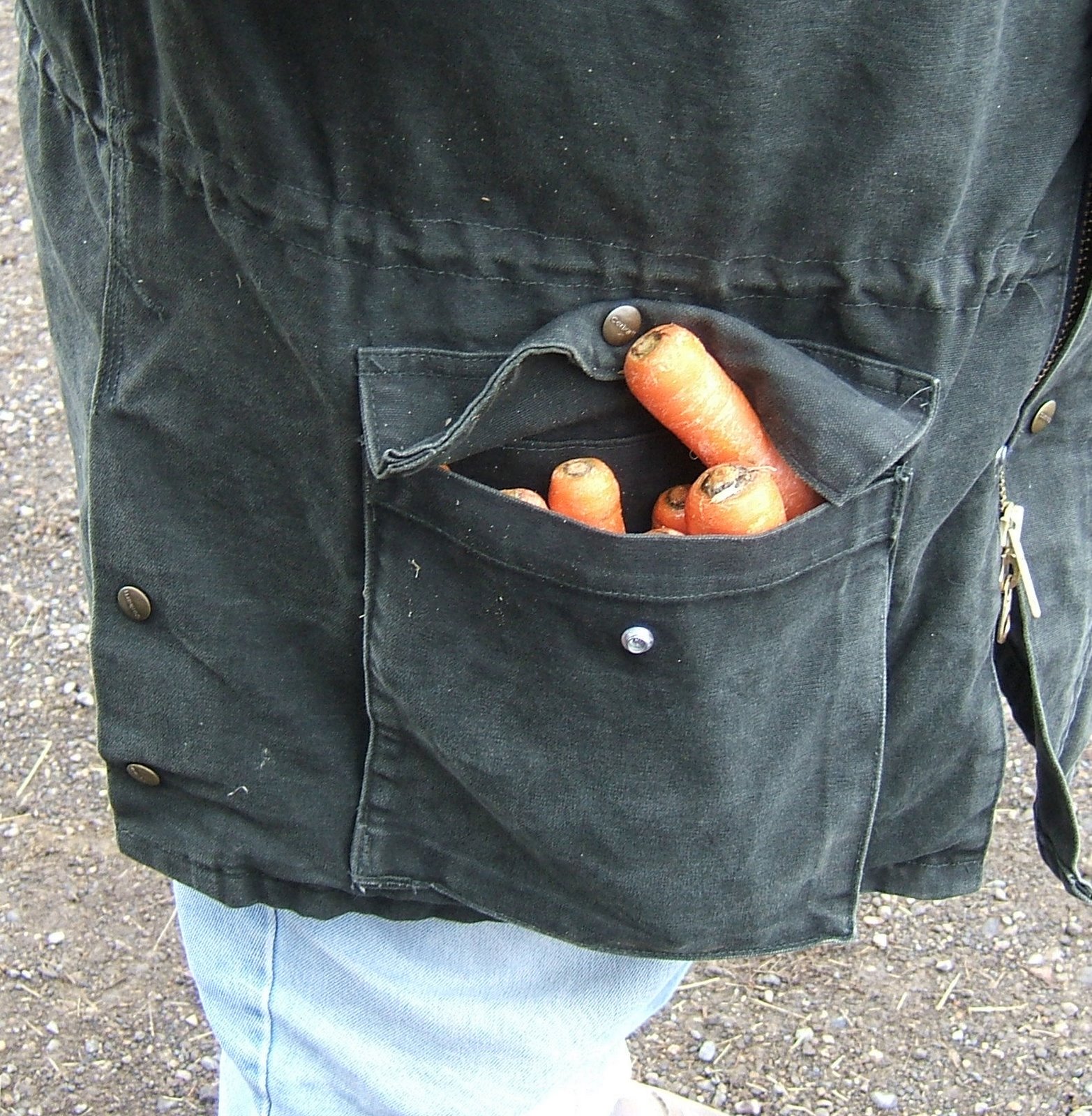 [pocket+of+carrots.jpg]