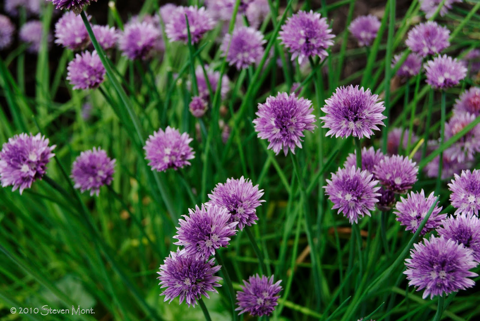 SMiLE PhotoArt more chives in bloom