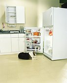 [cão+deitado+perante+sua+eminência+o+frigorífico.jpg]
