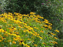 Rudbekkia (Black Eyed Susans)