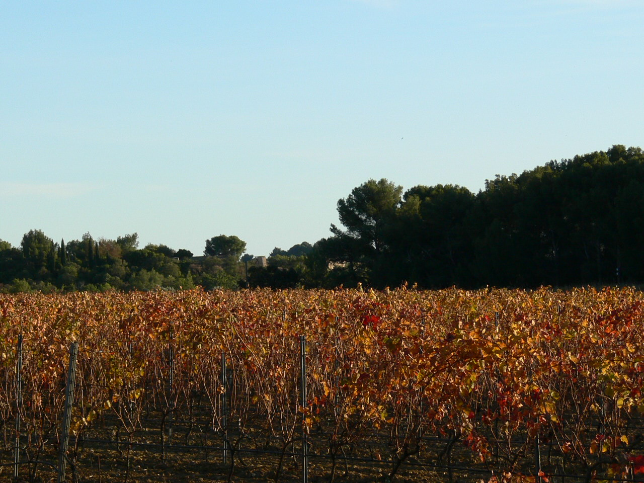 Viñedos