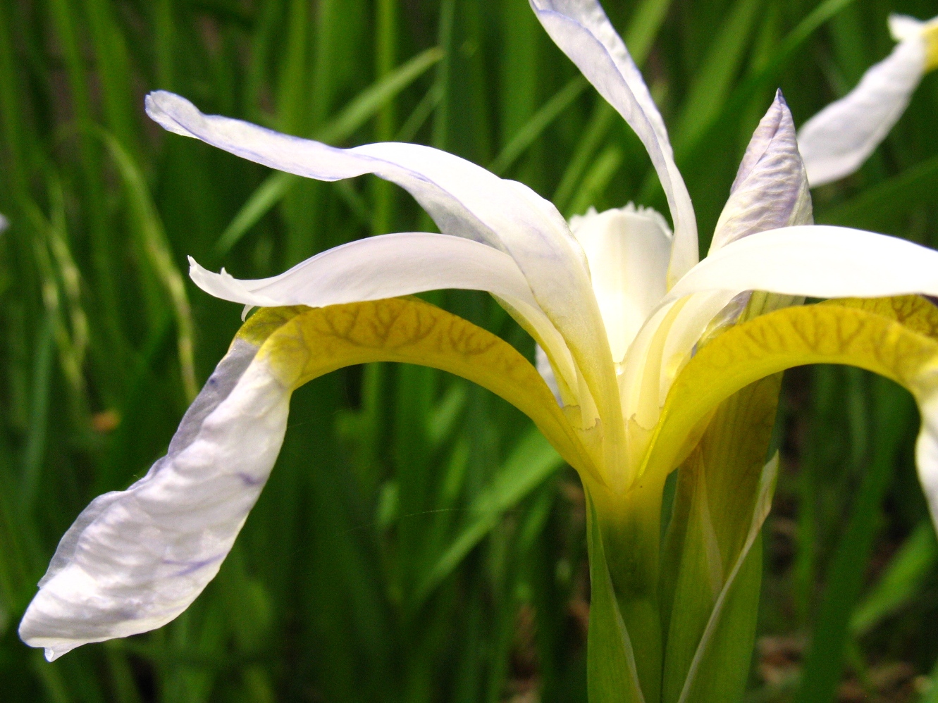 [Iris+2.JPG]