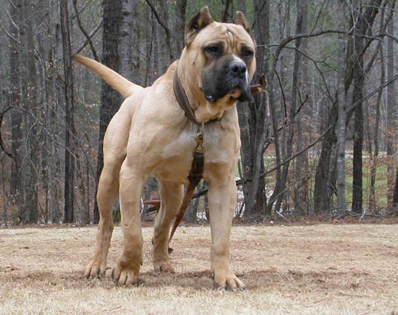 presa canario dogs nothings 3rd bad derek should buy perro de presa canario presa canario dogs nothings 3rd bad derek should buy perro de presa canario