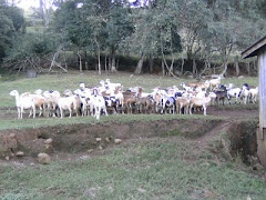 as ovelhas na fazenda!!!!