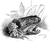 Frog Clip Art images black & white