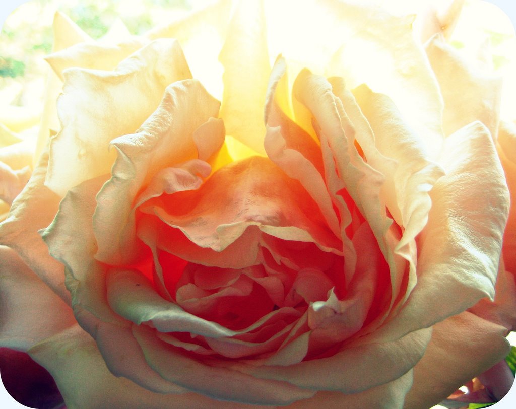[pale+rose.jpg]