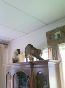 Bad Cats on top of China Cabinet