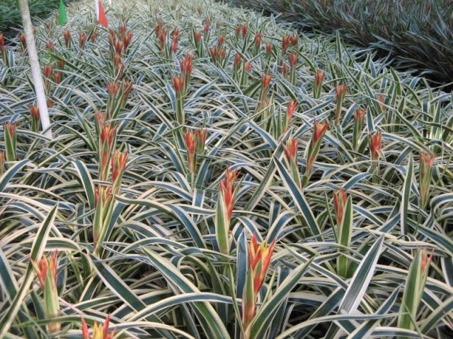 [bromeliad+varigated.JPG]