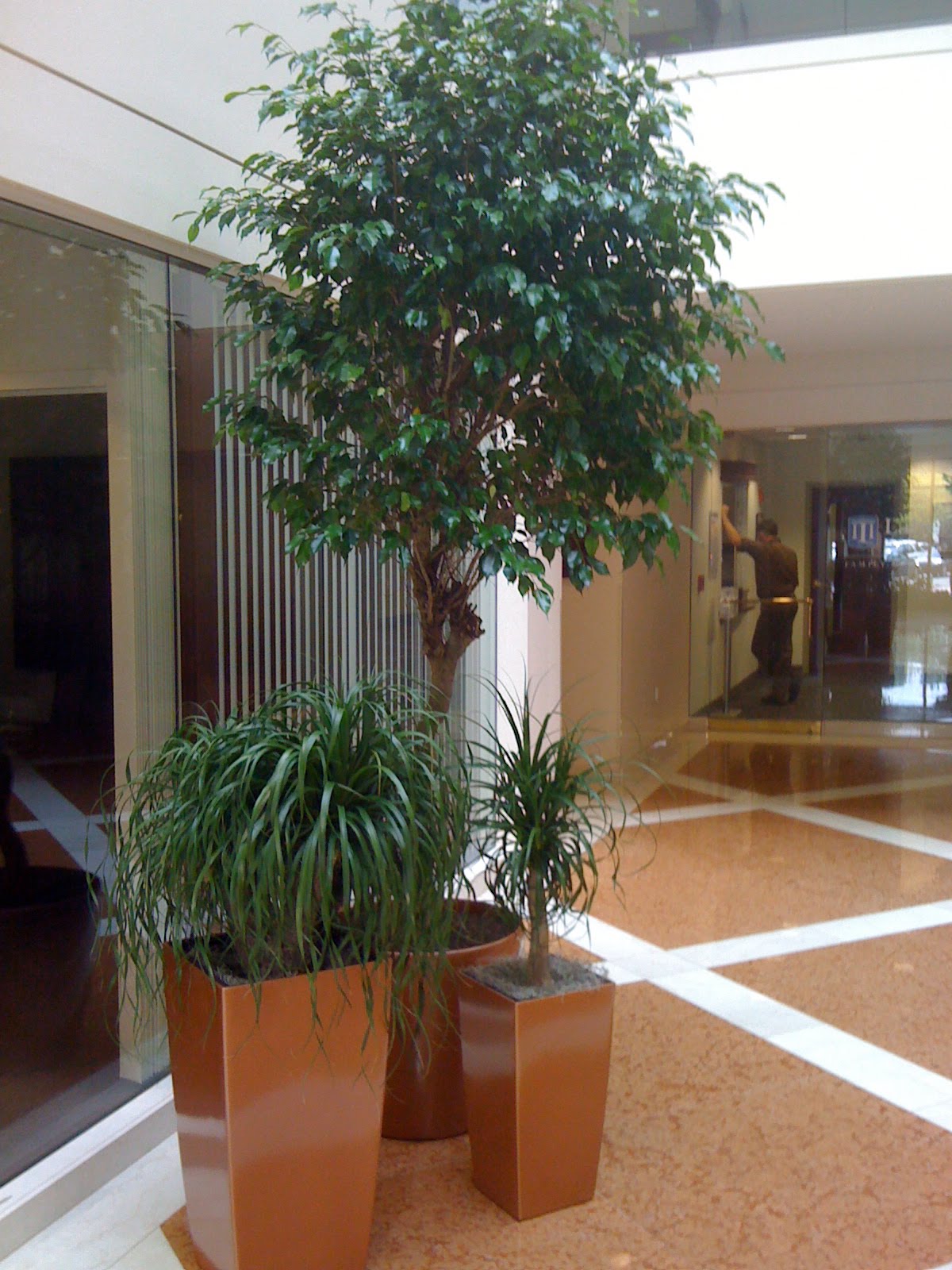 PDI Plants Blog Why group your indoor office plants?