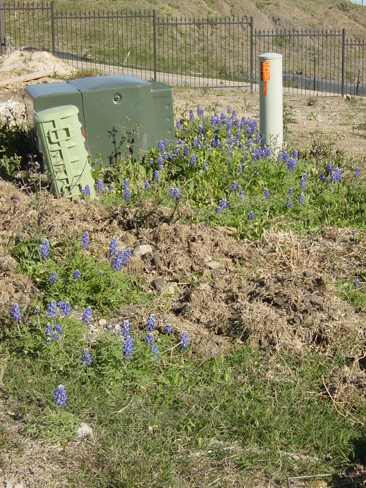 BLUE BONNETS AT THE MANORS