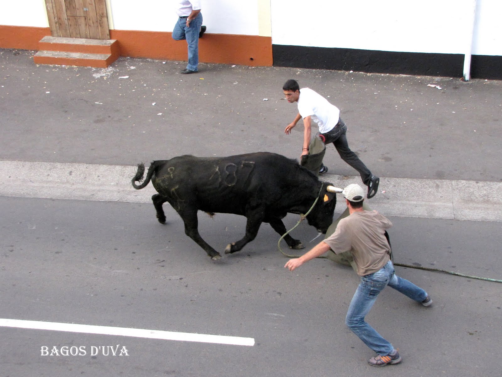 [TOURADAS_CORDA_+(4).JPG]