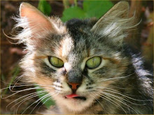 Medicine Cat-Leafdew