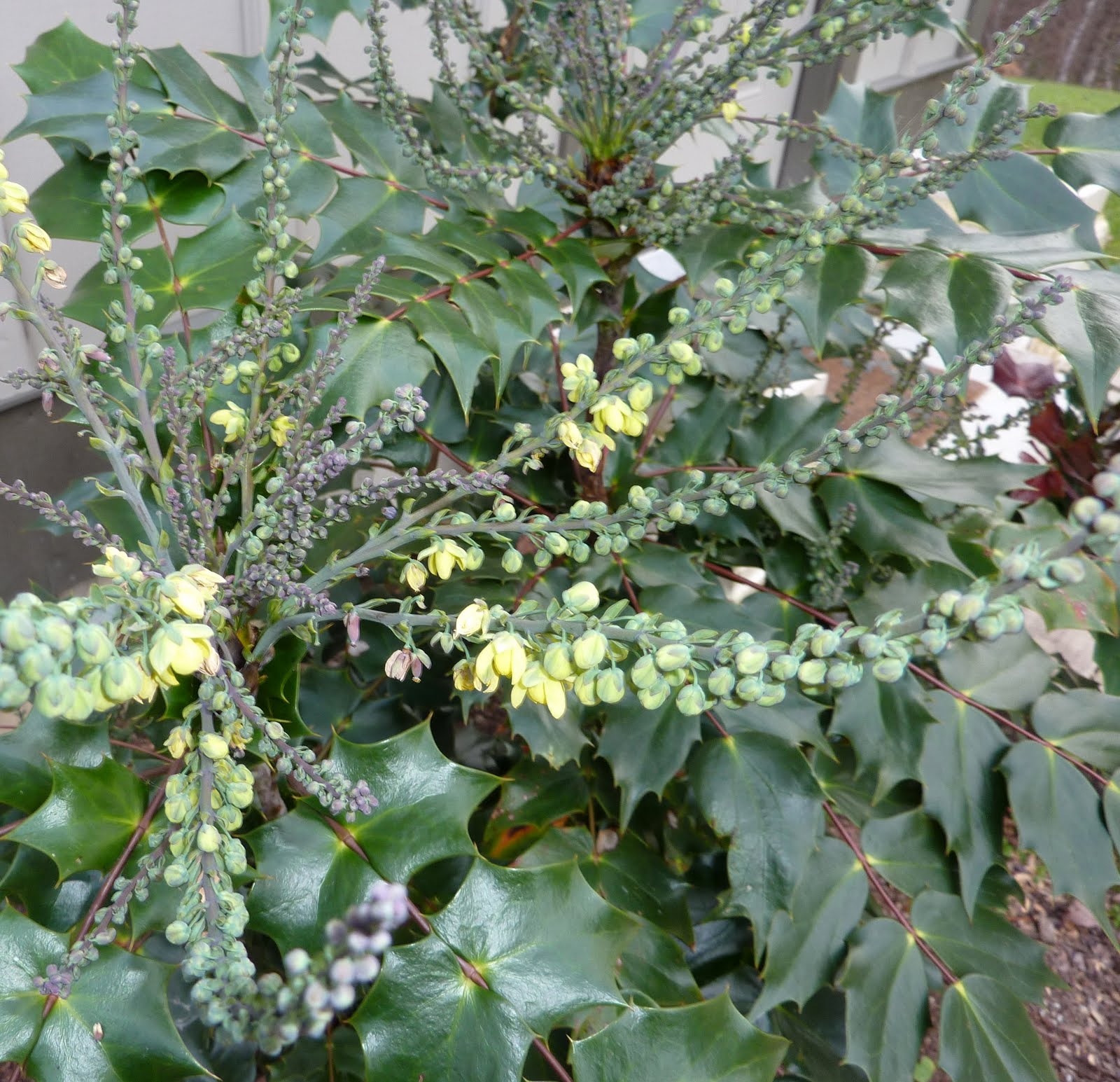 Hollyleaf Oregon Grape