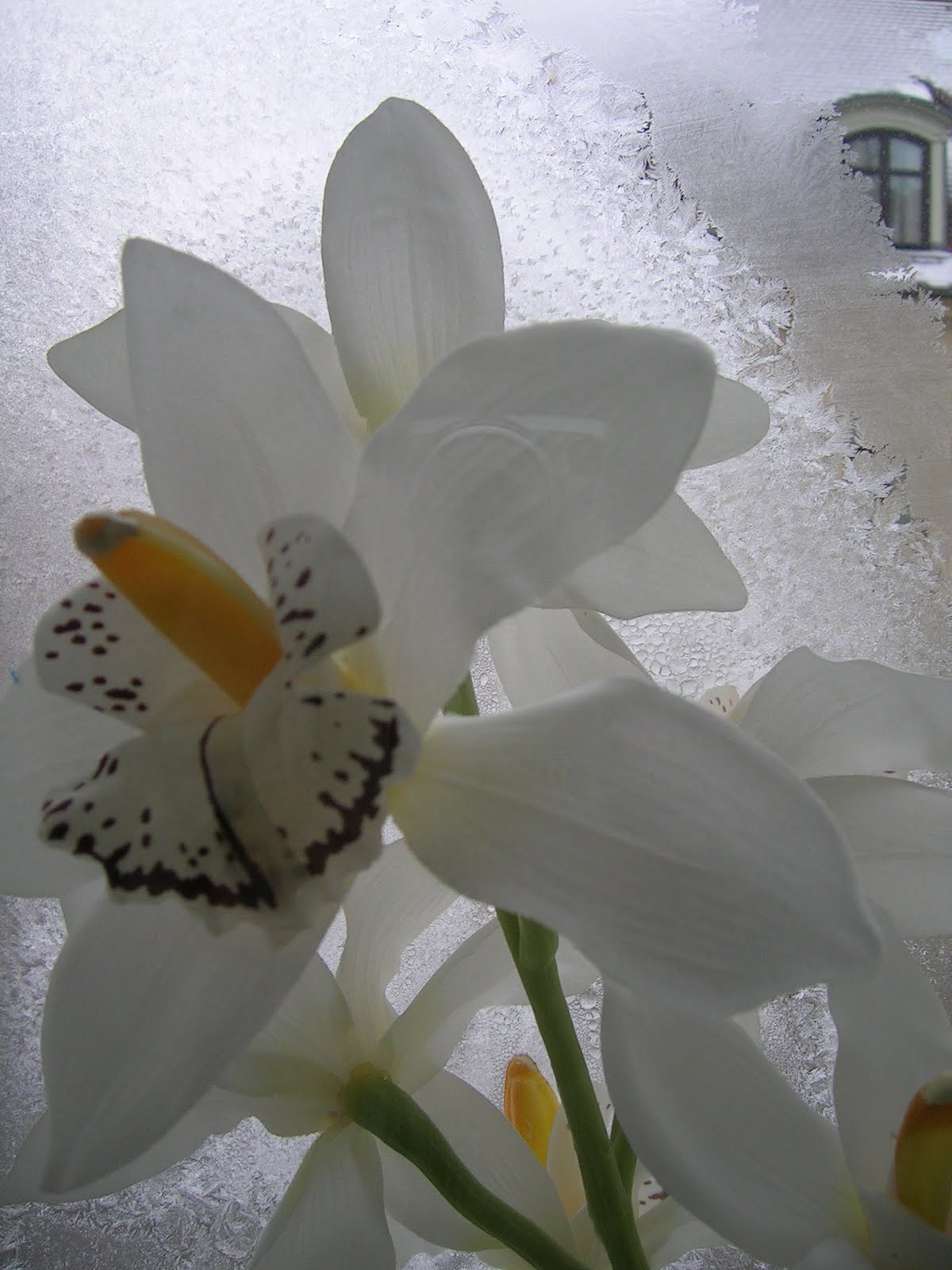 [DSCN3900.JPG]
