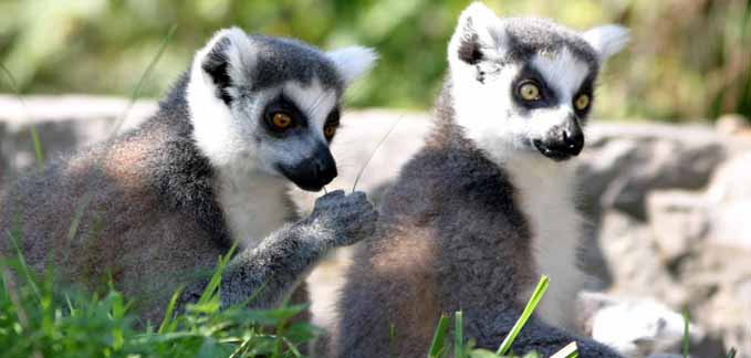 Two Lemurs