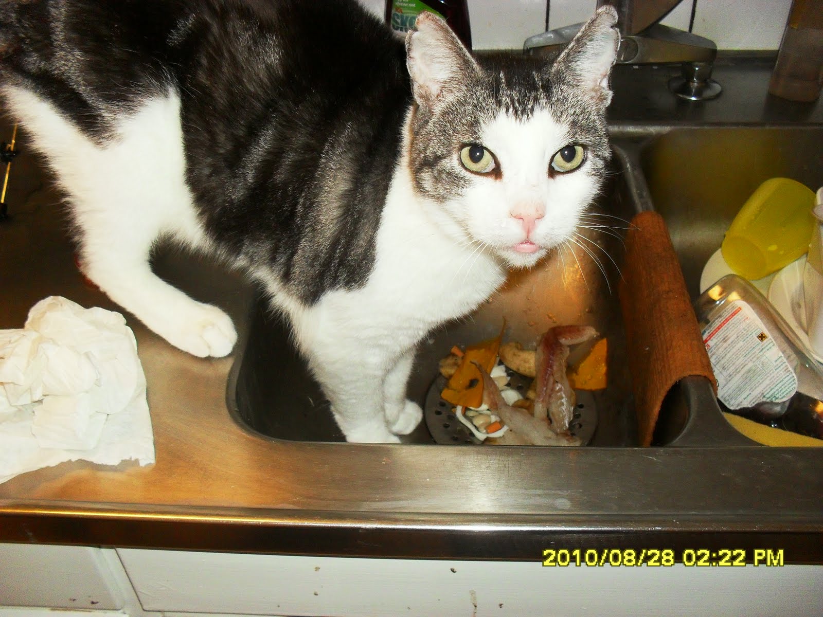 jag hatar nätdejting