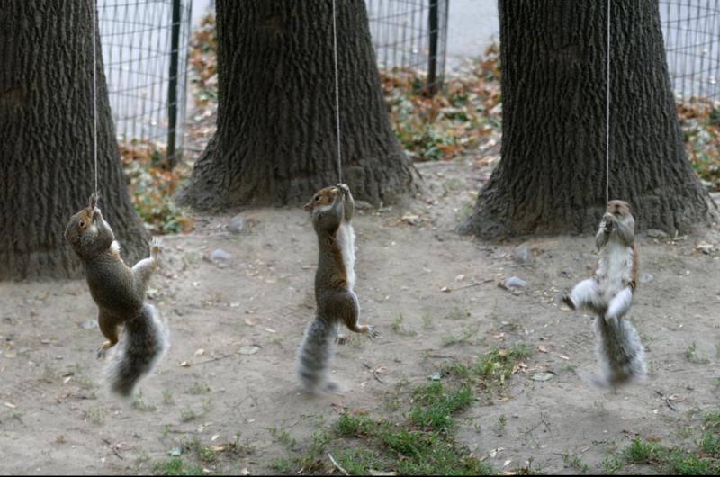 blogpicsquirr.jpg