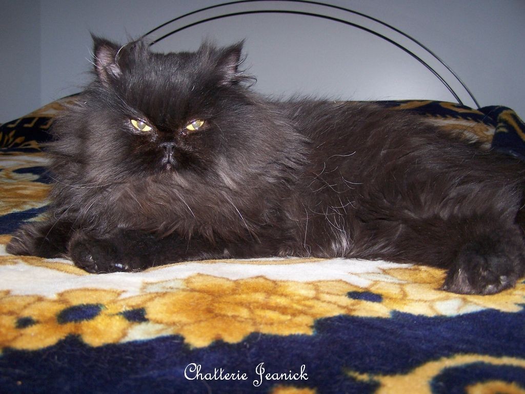 chat persan noir
