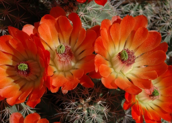 Cactus Flower