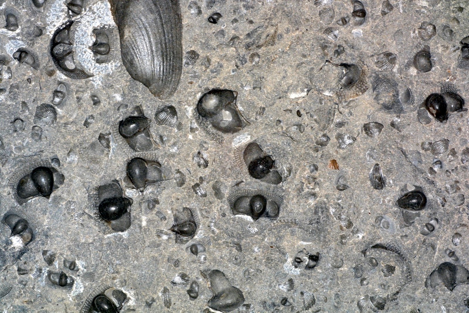 [Cryptolithus+trilobite.jpg]