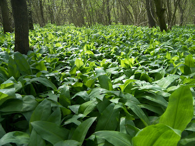 Wild+Garlic2.jpg