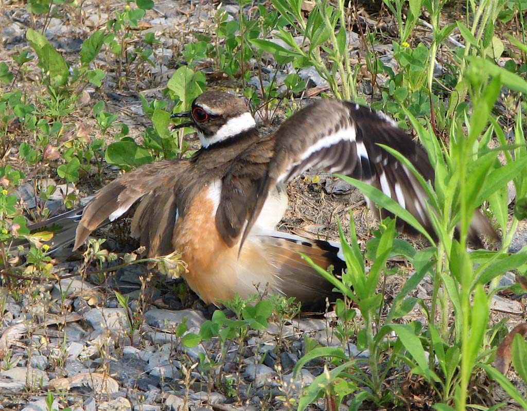 Killdeers, Phoebes and Finches (and Ducks!) Why I love Killdeer
