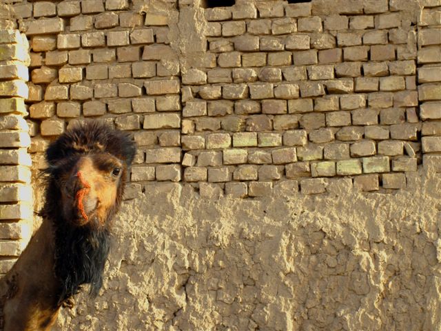 Iranian Camel