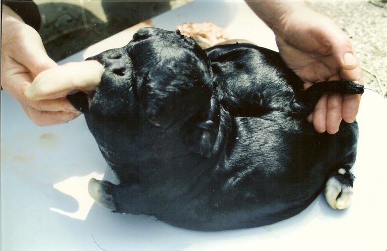 Dex-Info: 2c: Photos of a Bulldog Calf (Warning: Not for the faint-hearted)