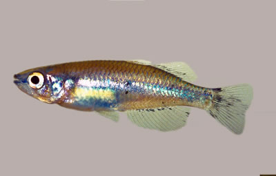 Peixe Bedotia