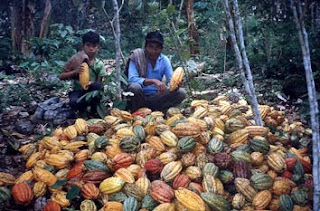 CacaoCosecha.jpg