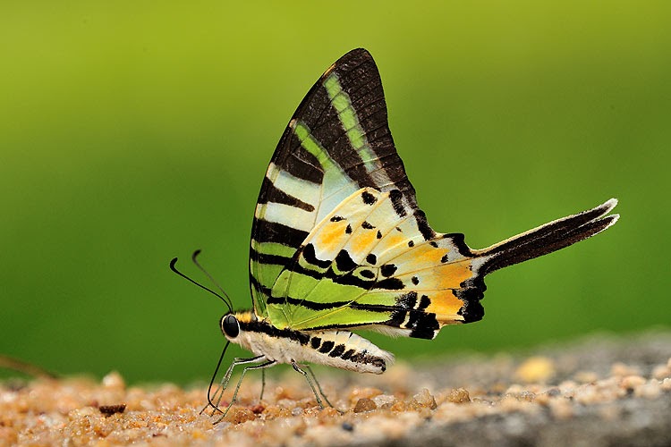 Butterflies of Singapore: Life History of the Fivebar Swordtail