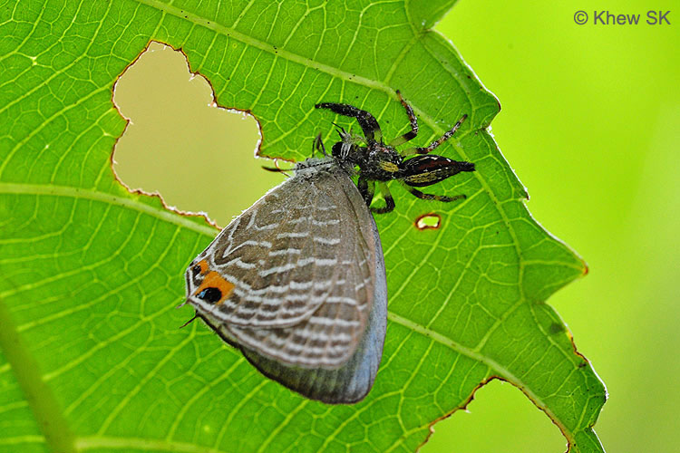 Butterflies of Singapore The Spider and the (Butter)Fly