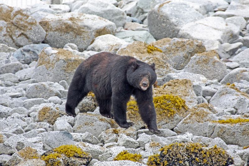 [Black+Bear.jpg]