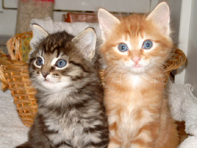 [kittens.jpg]