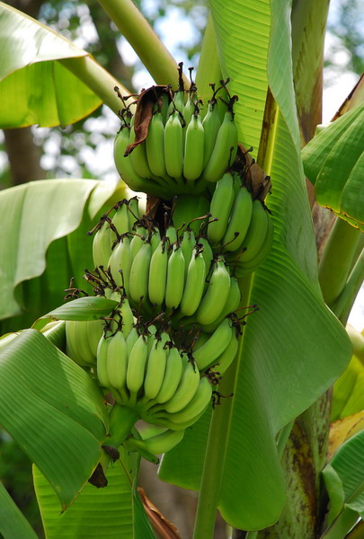 [DSC_0697+banana_resize.jpg]