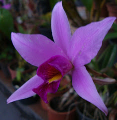 ORQUIDEA