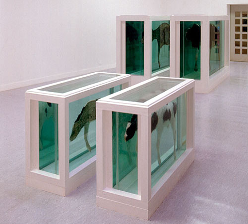 Damien Hirst Cow
