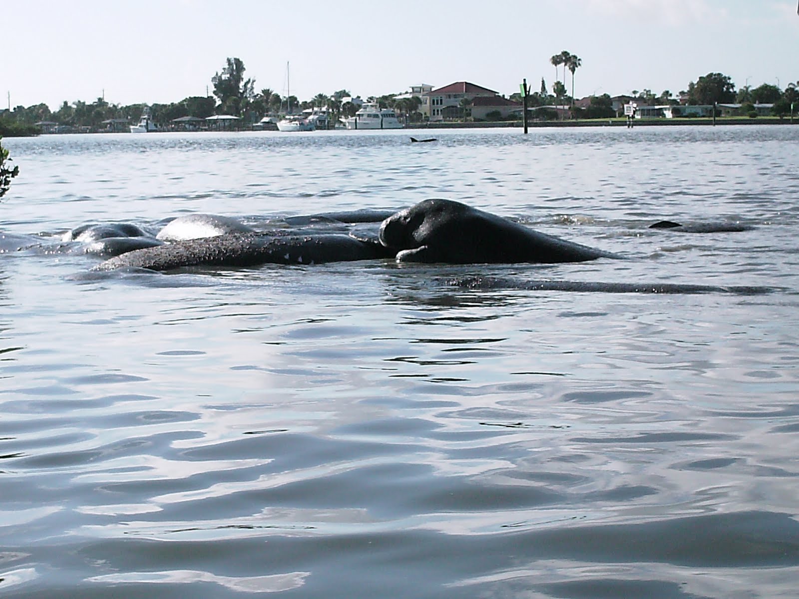 Come Go With Us!!!: Manatee mating herd