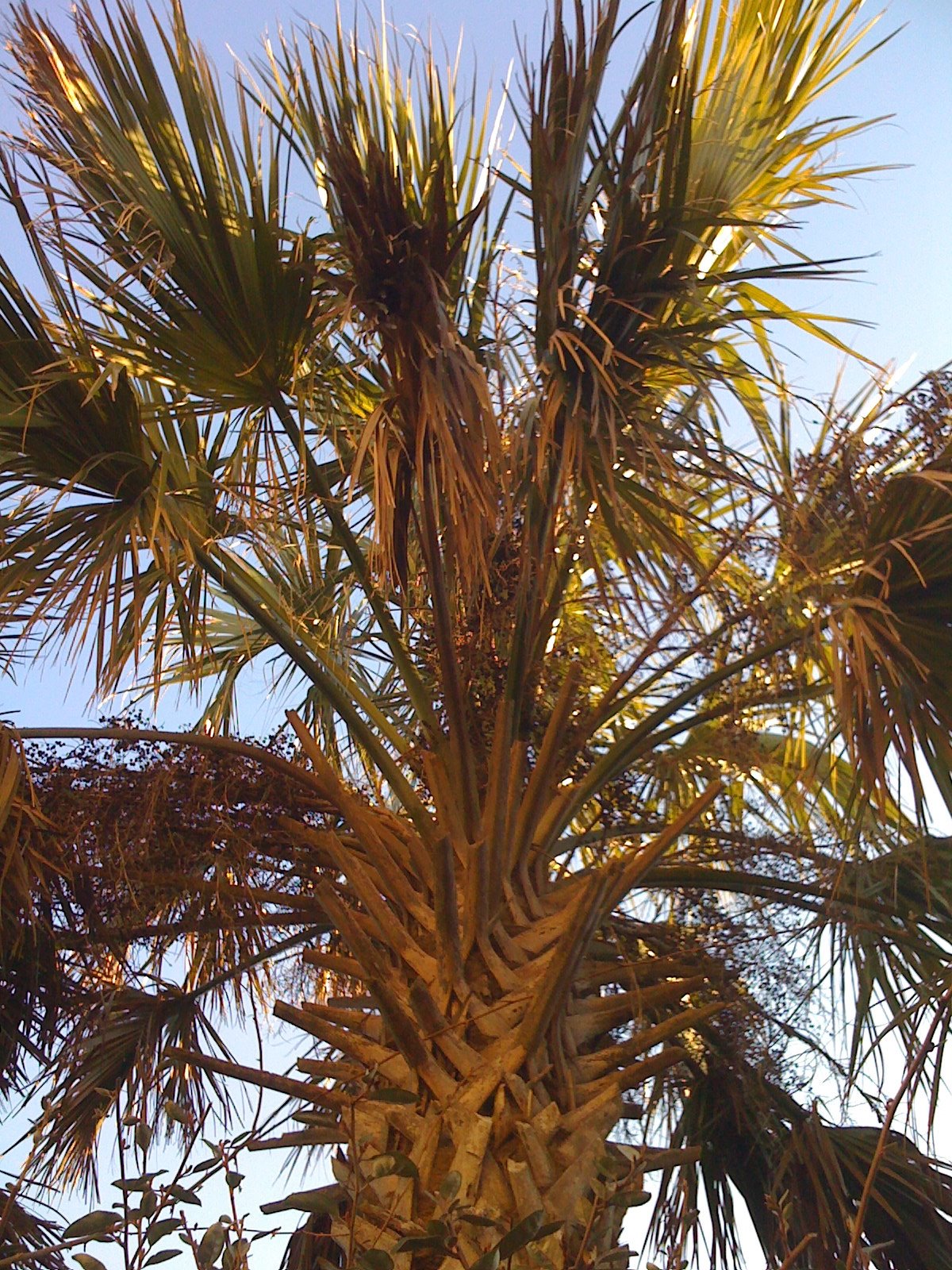 [IMG_0429.JPG]