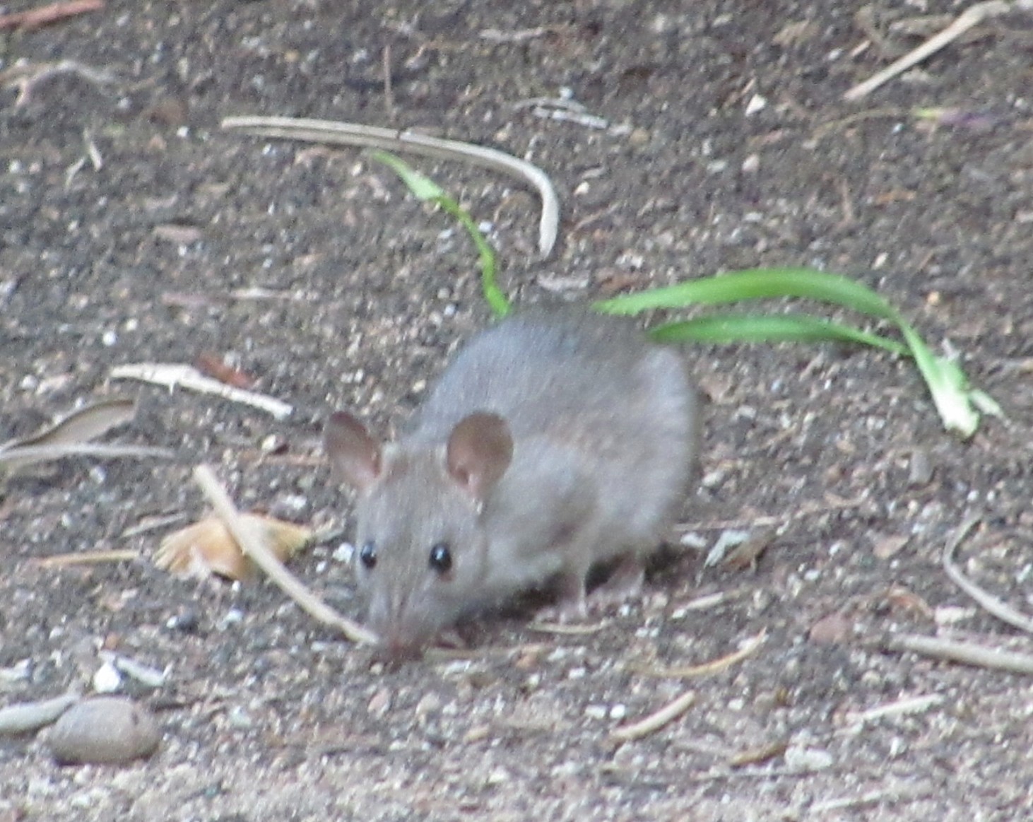 FLAMBLOGGER V is for....